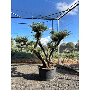 REF72 OLIVIER POMPOM POT DE 285 LITRES