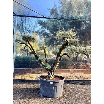 REF73 OLIVIER POMPOM POT DE 500 LITRES