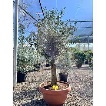 REF75 OLIVIER COUPE DE 60CM