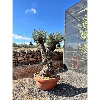 REF76 OLIVIER COUPE DE 90CM TRONC DE 100/120CM