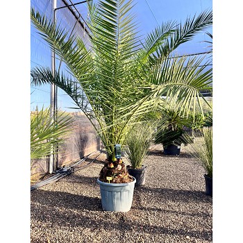 REF79 PHOENIX CANARIENSIS POT DE 70 LITRES 