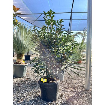 REF81 PHOTINIA FRASERI RED ROBIN POT DE 18 LITRES