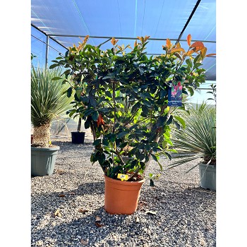 REF82 PHOTINIA FRASERI RED ROBIN ESPALIER 18 LTRS