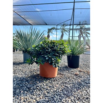 REF83 PITTOSPORUM TOBIRA NANA POT DE 8 LITRES