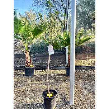 REF84 AMANDIER POT DE 10 LITRES