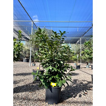 REF85 LAURIER PRUNUS NOVITA POT DE 10 LITRES
