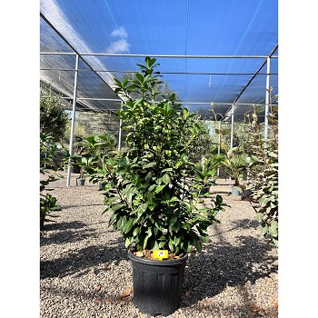 REF86 LAURIER PRUNUS NOVITA POT DE 18 LITRES