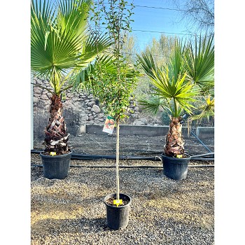 REF87 GRENADIER POT DE 10 LITRES