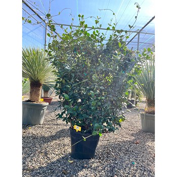 REF91 JASMIN ÉTOILÉ ESPALIER POT DE 18 LITRES