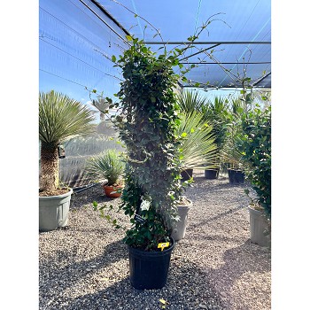 REF93 JASMIN ÉTOILÉ  FORME CYLINDRIQUE 25 LTRS