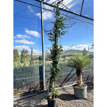 REF92 JASMIN ÉTOILÉ POT DE 25 LITRES