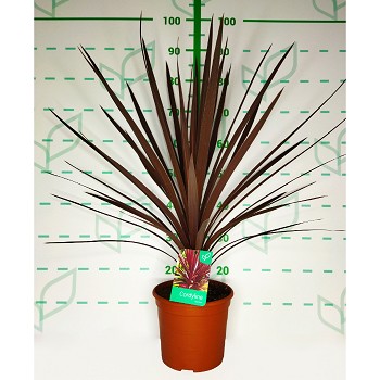 REF145 CORDYLINE RED STAR POT DE 5 LITRES