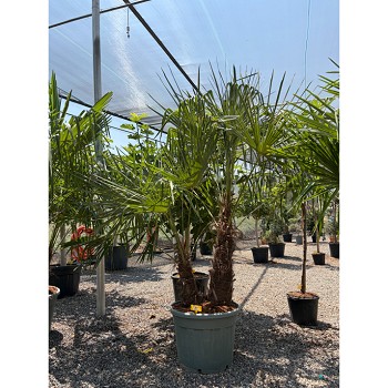 REF107 TRACHYCARPUS FORTUNEI 70 LITRES DOUBLE