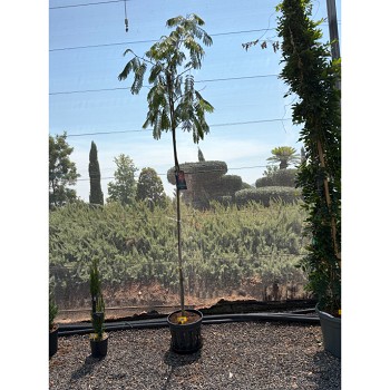 REF139 ALBIZIA JULIBRISSIN TRONC HAUT 20 LITRES