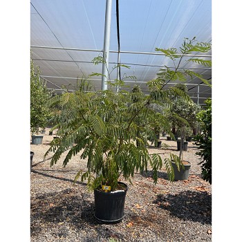 REF140 ALBIZIA JULIBRISSIN ARBUSTIVO 25 LITRES