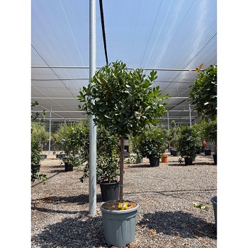 REF141 ARBOUSIER DEMI TIGE POT DE 20 LITRES