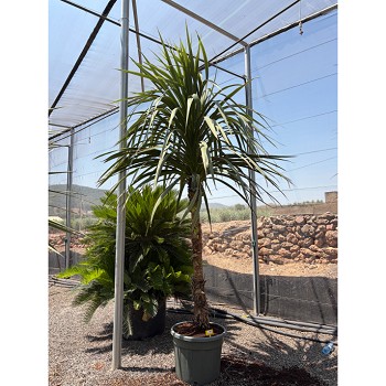 REF149 CORDYLINE INDIVISA 90 LITRES