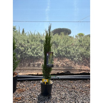 REF151 CUPRESSUS SEMPERVIVERENS TOTEM 3 LITRES