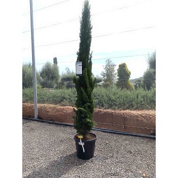 REF156 CUPRESSUS SEMPERVIVENS TOTEM 35 LITRES