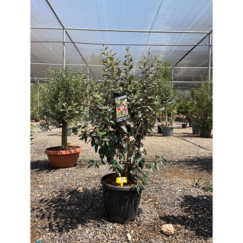 REF158 FEIJOA SELLOWIANA 18L (GOYAVIER DU BRESIL)
