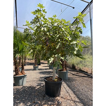 REF160 FIGUIER FICUS CARICA POT DE 90 LITRES