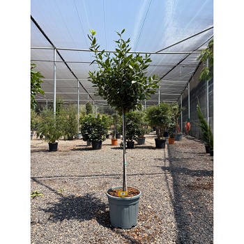REF161 LAURUS NOBILIS (LAURIER SAUCE) 1/2 TIGE 20L