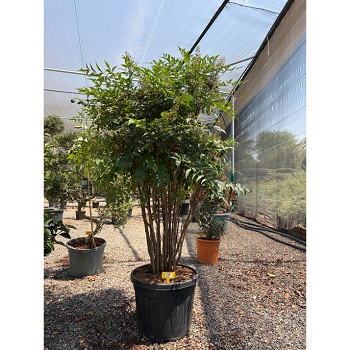 REF162 NANDINA DOMESTICA 45 LITRES