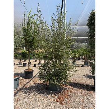REF167 OLIVIER PYRAMIDE POT DE 45 LITRES