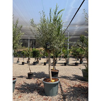 REF168 OLIVIER TIGE POT DE 55 LITRES