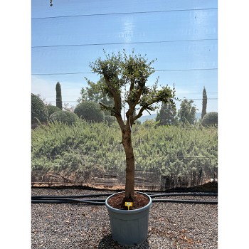 REF170 OLIVIER POMPOM POT DE 70 LITRES