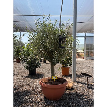 REF173 OLIVIER COUPE 40CM