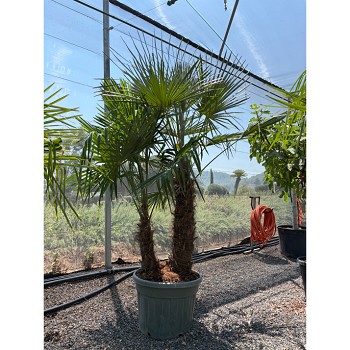 REF184 TRACHYCARPUS FORTUNEI DOUBLE TRONC 90L