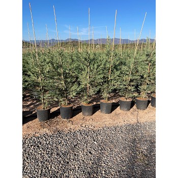 REF226 CUPRESSUS LEYLANDII POT DE 10 LITRES