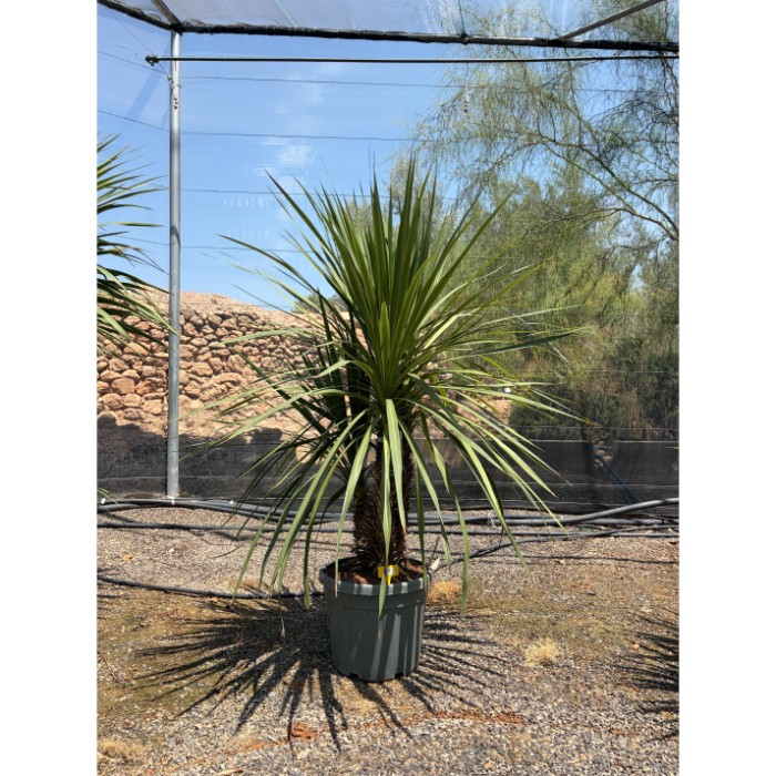 Viveros 2 : REF22 CORDYLINE INDIVISA MULTITRONC 45 LITRES
