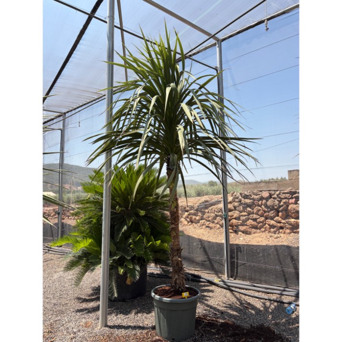 Viveros 2 : REF149 CORDYLINE INDIVISA 90 LITRES