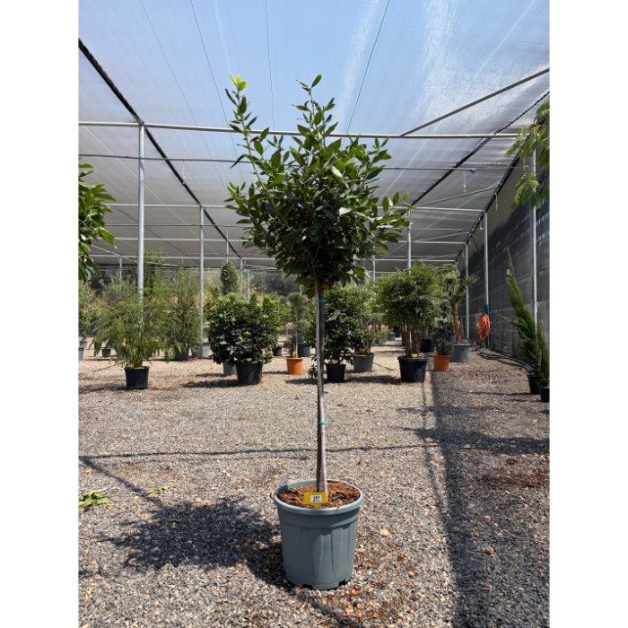 Viveros 2 : REF161 LAURUS NOBILIS (LAURIER SAUCE) 1/2 TIGE 20L