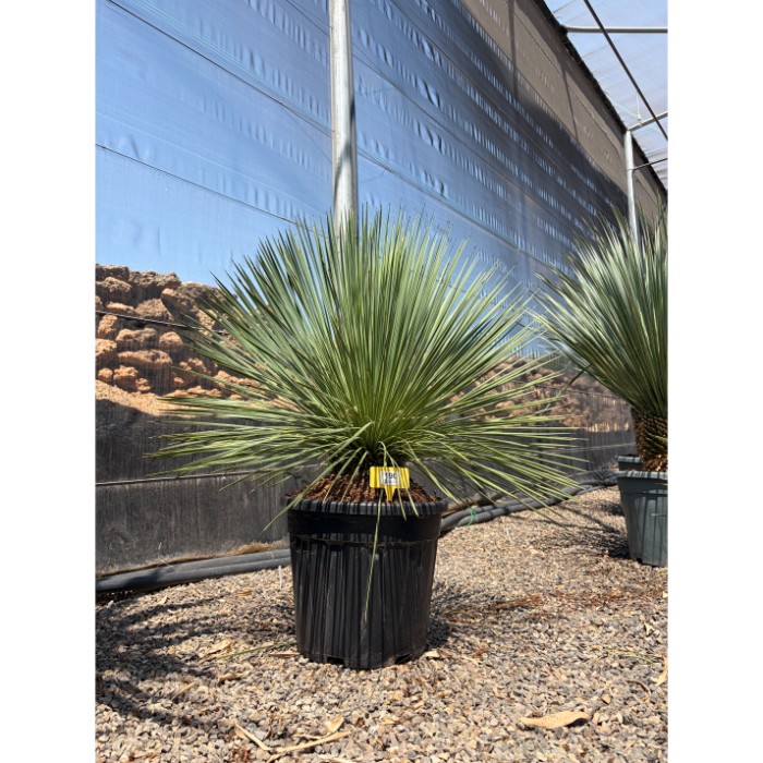 Viveros 2 : REF190 YUCCA LINEARIFOLIA 20 LITRES