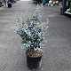 Viveros 2 : REF 31 EUCALYPTUS GUNNII AZURA 5 LITRES