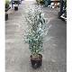 Viveros 2 : REF 32 EUCALYPTUS GUNNII AZURA 10 LITRES