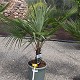 Viveros 2 : REF 102 TRACHYCARPUS FORTUNEI 15/20 DE TRONC