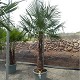 Viveros 2 : REF 109 TRACHYCARPUS FORTUNEI 100/120 DE TRONC