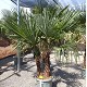 Viveros 2 : REF 115 TRACHYCARPUS DOUBLE TRONCS 45 LITRES
