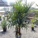 Viveros 2 : REF 117 TRACHYCARPUS MULTITRONCS 25 LITRES