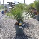 Viveros 2 : REF 142 YUCCA ROSTRATA HAUTEUR 80/100