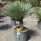 Viveros 2 : REF 145 YUCCA ROSTRATA HAUTEUR 100/120