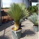 Viveros 2 : REF 146 YUCCA ROSTRATA HAUTEUR 100/140