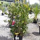 Viveros 2 : REF 2 CALLISTEMON LAEVIS POT DE 12 LITRES
