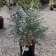 Viveros 2 : REF 33 EUCALYPTUS GUNNII AZURA 18 LITRES