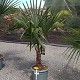 Viveros 2 : REF 103 TRACHYCARPUS FORTUNEI 20/30 DE TRONC