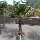 Viveros 2 : REF 105 TRACHYCARPUS FORTUNEI 40/50 DE TRONC